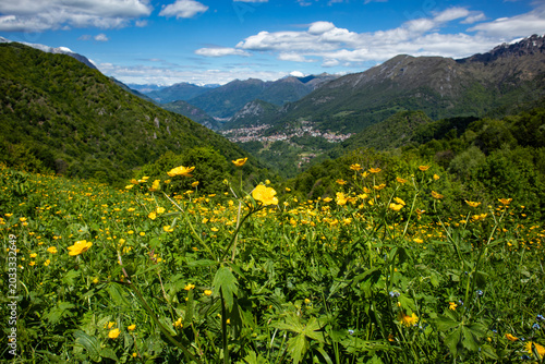Flowered prairie in Valsassina from St. Peter pass