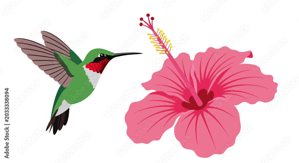 Fototapeta premium Hummingbird flying toward pink hibiscus flower, vector illustration