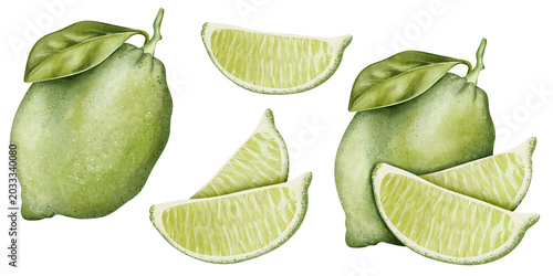 Watercolor citrus set: green lime, slices, pieces and tropical leaves isolated on white background