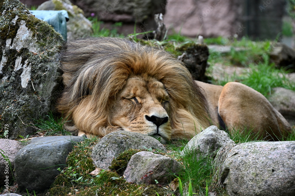 Obraz premium Seebad Ueckermünde, dösender Löwe im Tierpark
