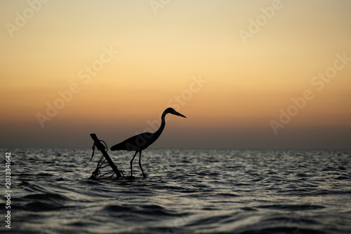 Silhouette of a heron standing in the ocean at sunset in Omadhoo Maldives. Bird profile against an orange sky during golden hour. Coastal wildlife and nature background.