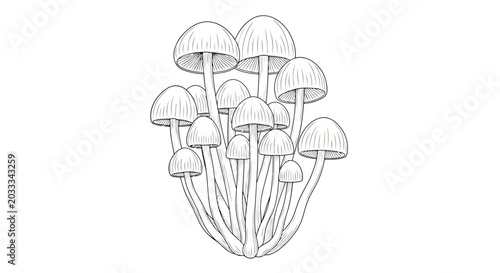 Canvastavla Wild White Mushrooms Cluster Growing on Forest Floor Detailed Botanical Vector I