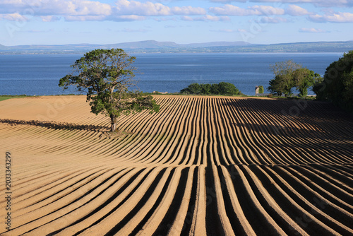 Fotografie Fairy tree in ploughed field with furrows in Redcastle, County Donegal, Ireland