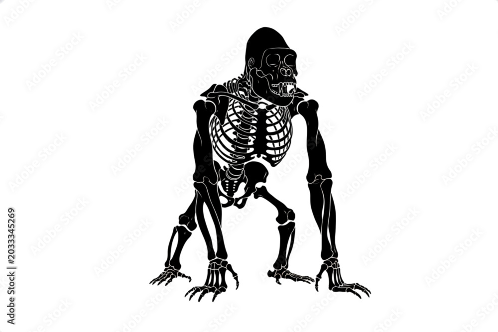 Obraz premium Gorilla Skeleton Silhouette: A stark, black silhouette of a gorilla skeleton stands in a dynamic pose, its anatomical structure clearly defined against a clean background.