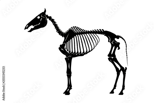 Bild auf Leinwand Horse Skeleton Anatomy: A stark black silhouette of a horse skeleton, showcasing the intricate structure of its bones, including the skull, spine, ribs, and limbs