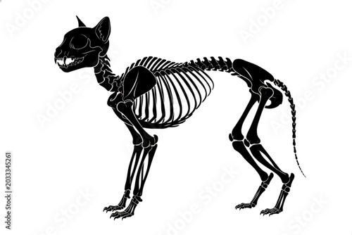 Cat Skeleton Silhouette: A stark black silhouette of a cat's skeleton, revealing the intricate bone structure of this feline creature, presented against a clean white background.