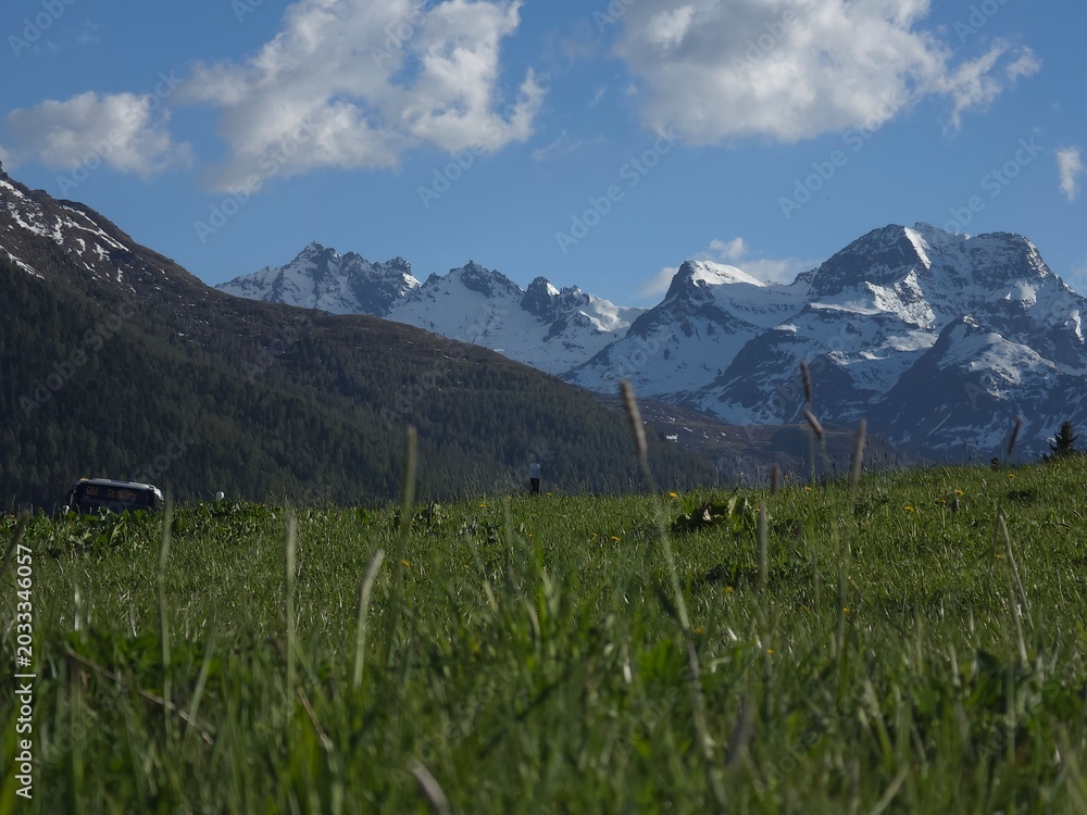 Fototapeta premium alpine meadow in the alps