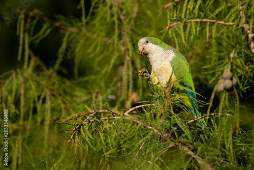 monk parakeet (Myiopsitta monachus) in the wild feeding in a bald cypress (Taxodium distichum) in a park in Buenos Aires, Argentina