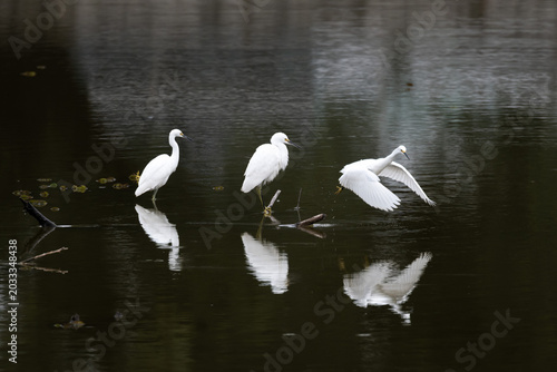 Billede på lærred snowy egret (Egretta thula)