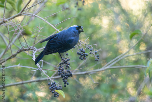 Tableau sur toile diademed tanager (Stephanophorus diadematus) feeding on the fruit of a Chinese p