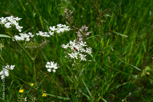 Rare sawfly diving headfirst in cow parsley. Sawfly (Athalia bicolor) jumping headfirst in cow parsley (Anthriscus sylvestris).