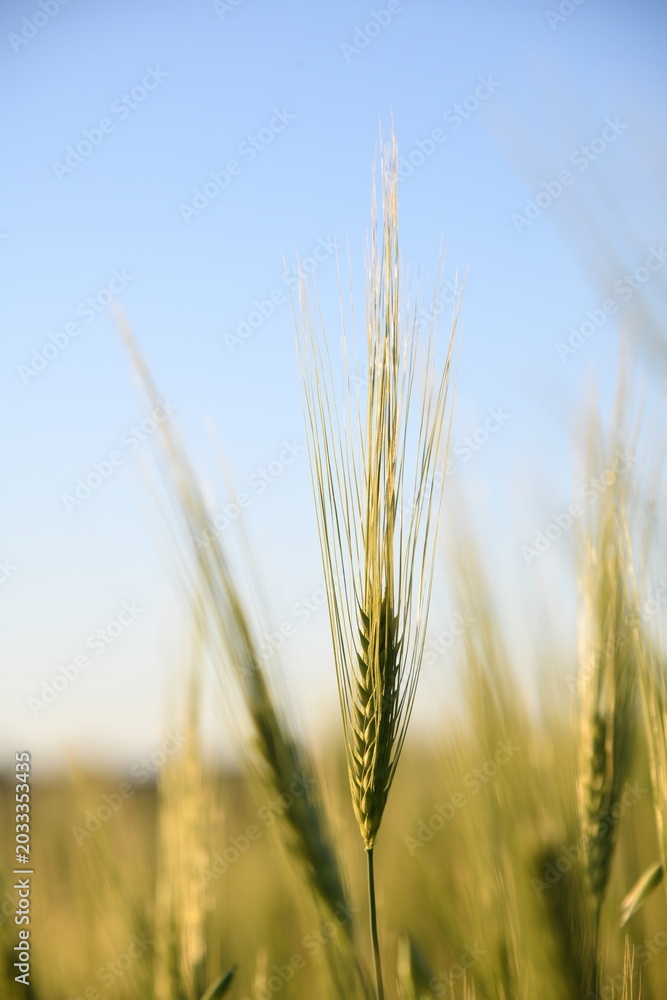 Naklejka premium field of wheat
