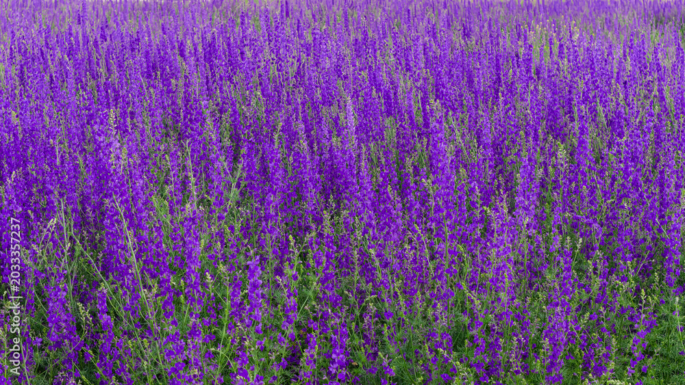 Obraz premium A field of vibrant, densely growing purple heather flowers—perfect for use as a background—that captures the vitality of nature.