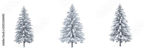 Set and collection of frosted winter Christmas pine tree covered in white snow holiday decoration isolated on white transparent png background
