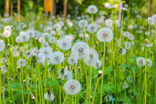 Warsaw, Poland,May 24, 2026. Dozens of tall fluffy white dandelions grow thickly together in a lush green field inside the Wilanow Palace park grounds. High quality photograph