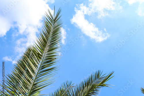 Warsaw, Poland,May 24, 2026. Sharp green palm leaves point gracefully up toward a vibrant blue sky filled with soft white clouds at Wilanow Palace. High quality photograph