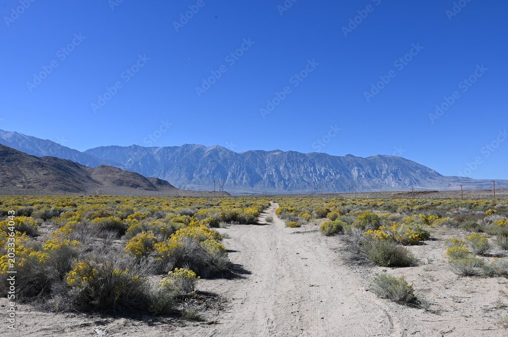 Fototapeta premium Dirt road leading through desert valley with yellow bushes and mountains.