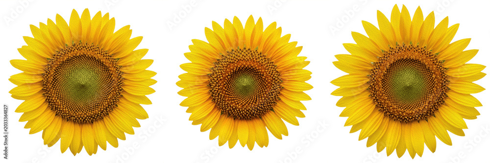 Naklejka premium Set and collection of vibrant yellow sunflower blossom head macro view summer botanical flora garden design asset isolated on white transparent png background