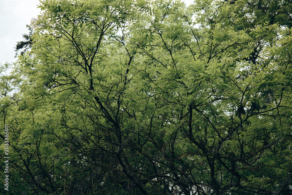 Fototapeta premium Soft focus view of lush green tree crowns creating a natural canopy in spring forest. Atmospheric nature background with organic textures calming mood and cinematic outdoor aesthetic. Fresh greenery.