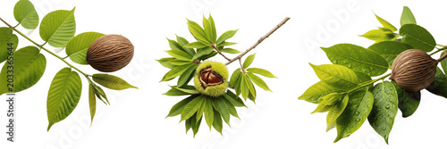 Bild auf Leinwand Set and collection of fresh chestnut inside open prickly burr green husk with le