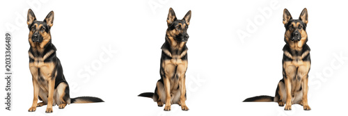 Bild auf Leinwand Set and collection of majestic adult German Shepherd dog sitting alert looking f