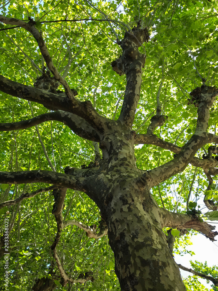 Obraz premium Looking Up at Plane Tree Canopy Green Leaves Germany