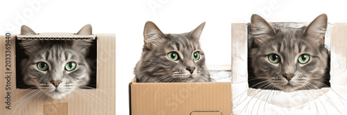 Valokuva Set and collection of cute fluffy grey domestic cat peeking looking out from ins