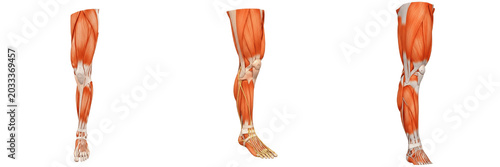 Foto Set and collection of human leg lower limb anatomy model showing major muscle gr
