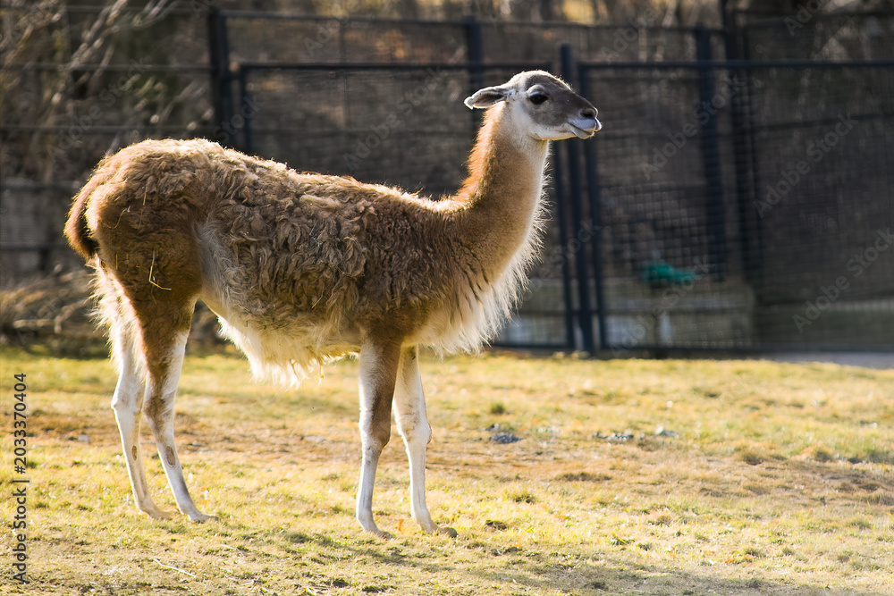 Naklejka premium llama in the zoo