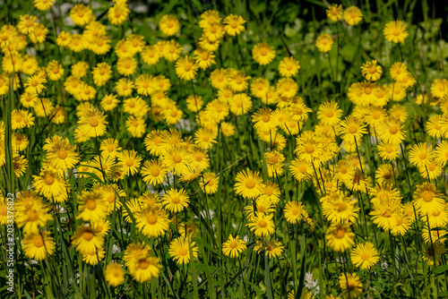 Quadro em tela Selective focus of yellow flowers, Doronicum (Leopard's bane) is a genus of sunflower, Produce yellow daisy-like flowerheads in spring, Herbaceous perennials, Family of Asteraceae, Natural background