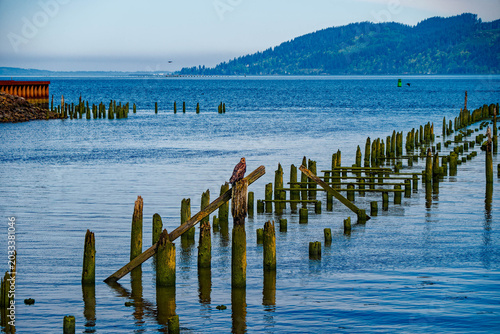Young Eagle on Moss-Covered Historic Cannery Pilings in the Columbia River at Astoria
