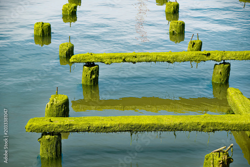 Moss-Covered Historic Cannery Pilings in the Columbia River at Astoria