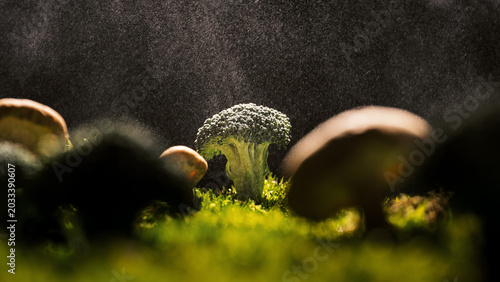 Miniature forest, where the trees are made of broccoli and mushrooms