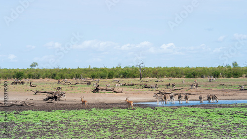 Panoramic view of wild animals around a waterhole, Kruger National Park, South Africa