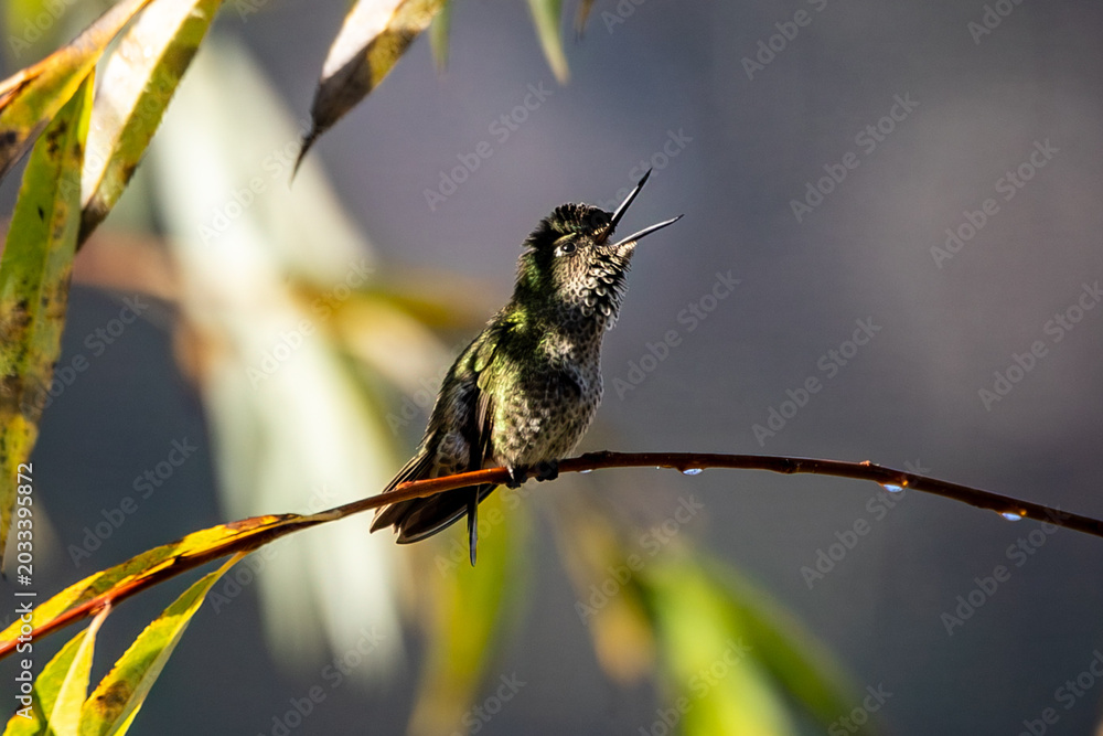 Fototapeta premium Pequeño colibrí chileno de plumaje iridiscente verde posado sobre una delgada rama entre hojas iluminadas por luz natural suave. Fotografía de vida silvestre capturada en Licantén, Chile, con fondo de