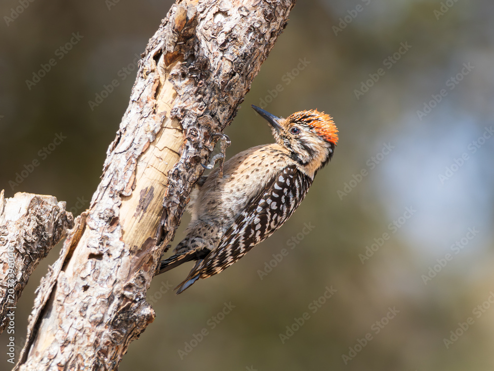 Obraz premium Male Ladder-backed Woodpecker in Arizona