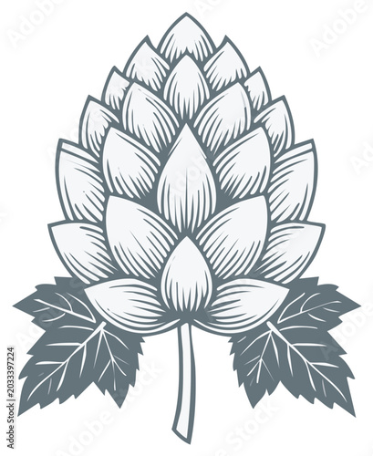 Hops Floral Design Element Botanical Illustration Plant Ingredient Leaves Outline