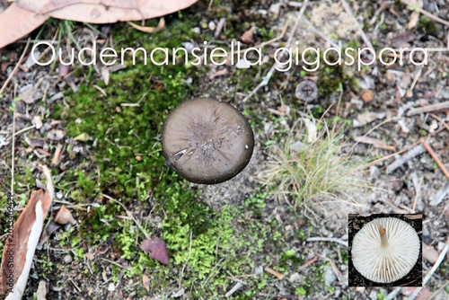 Valokuva Oudemansiella gigaspora (Rooting Shank) growing naturally in South Australia ,wi