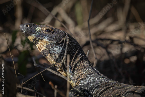 Canvastavla Lace Monitor (Varanus varius), Narooma, NSW, January 2026