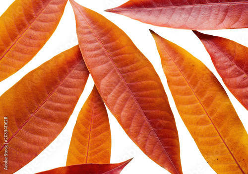 Multiple mango leaves, striking reds, vivid oranges, intricate veins, organically arranged flat lay on transparent background with copy space, soft studio lighting. Concept of autumn botanical study