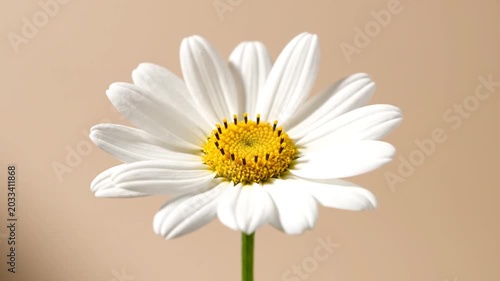Single daisy on soft background.