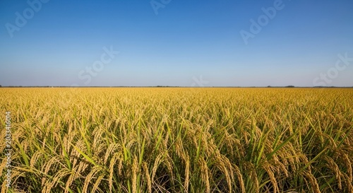 Golden Rice Field Under a Clear Blue Sky