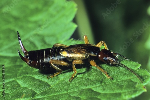 Earwig (Forficula auricularia), , foraging