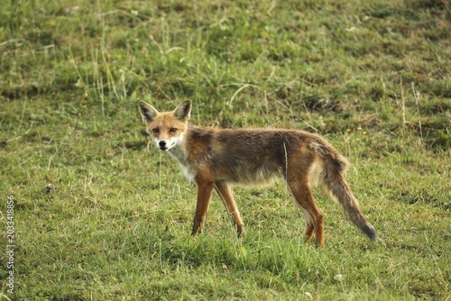 Red fox (Vulpes vulpes) Start of mange, infested by itch mites (Sarcoptes scabiei), Allgäu, Bavaria, Germany