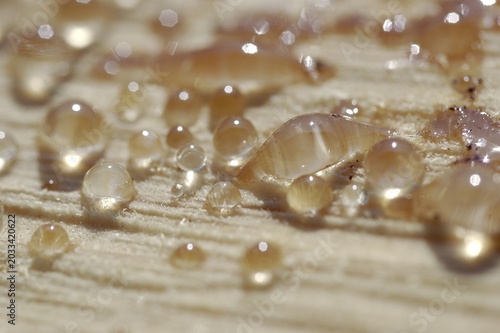 Resin discharge of fresh sawed wood