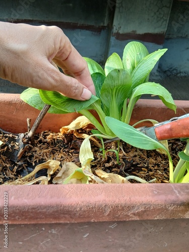 Bok Choy Plants in a Pot
