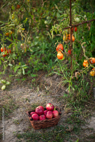 Basket with red apples on the grass in the garden.