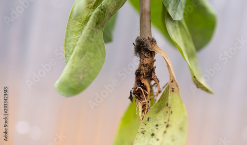Close-up of a plant with a root system disease. Mold on the roots, fungus. Selective focus