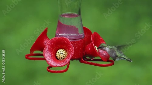 female ruby-throated hummingbird (Archilochus colubris) at feeder