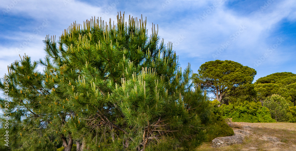 Fototapeta premium Low level drone view of a lush pine bush under a magnificent blue sky with soft white clouds